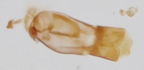 Atomaria sp.